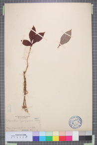Specimen thumbnail